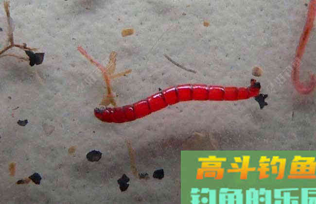 钓鱼红虫保存好，原来有那么多要求，教你更长时间保存