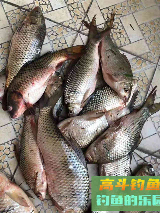 ​你与坑冠的距离：抽出立体雾化区，开饵以及技巧详解