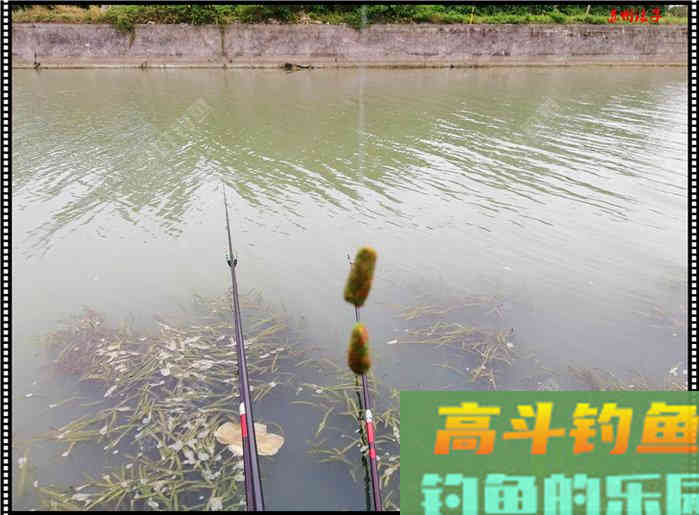 夏天大鱼诱惑之搓饵，高手探讨饵料
