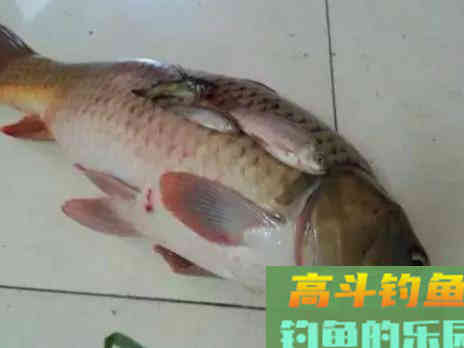 自制的一款鲤鱼饵料，很简单很天然，钓大鱼好用