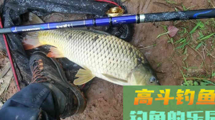 学习谷麦钓第一步，谷麦窝料的制作，上大鱼的第一步