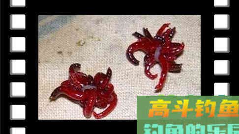 冬季鲫鱼必杀神饵红虫
