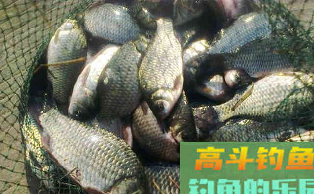 自制鲫鱼小药配方来袭，想省钱的钓友别错过