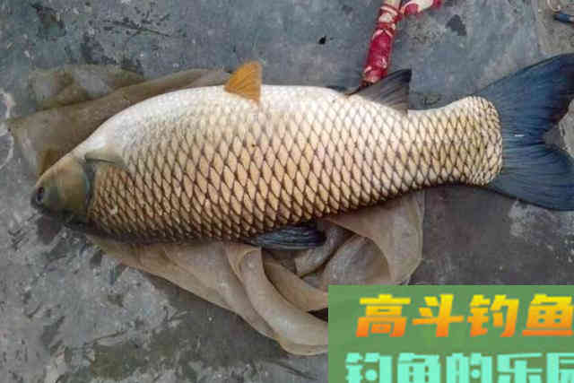 天越热，草鱼就越难钓？那是你没这百试不爽的特效饵