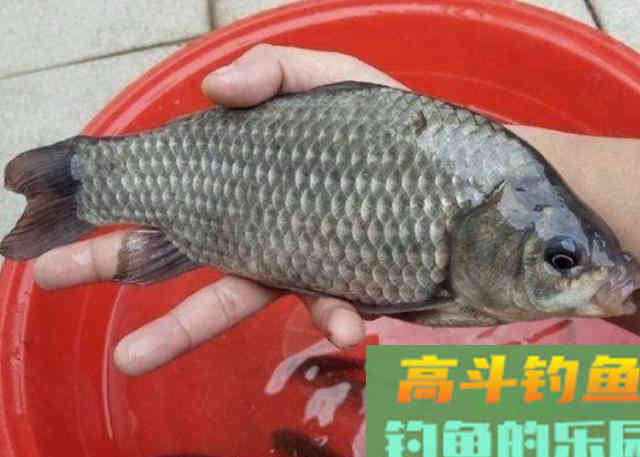 在饵料当中添加酒米后，需要注意的相关事项