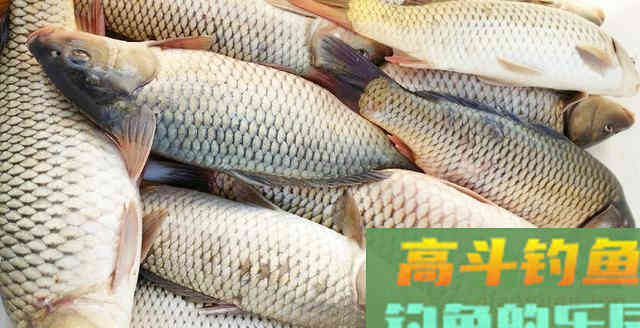 农村二哥用火腿做饵料钓鱼，实战钓鱼收获还不错