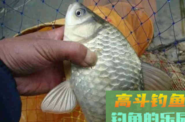 拉饵好用，但遇到这3种情况，虫饵比它强很多
