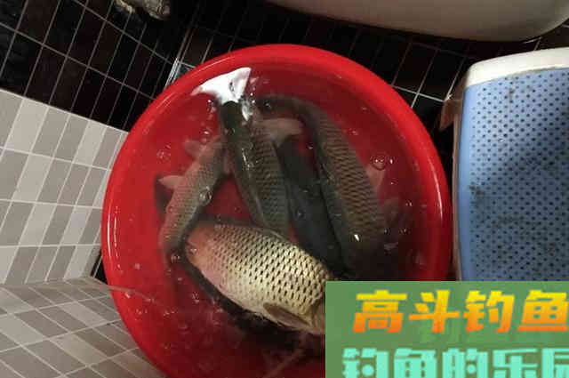 钓鱼打窝前，钓友把这些搞清楚，才能钓好鱼
