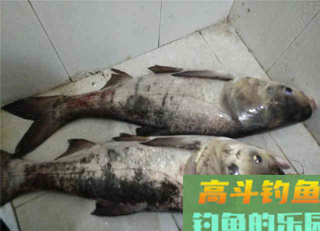鱼儿进窝会给你发信号，错过了可就白等了