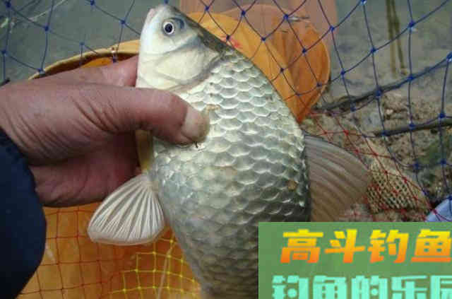 钓鲫鱼开饵，加蚯蚓粉才是最佳选择
