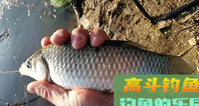 用于冬钓的酒米颗粒钓罗非鱼，还还能钓野生大板鲫