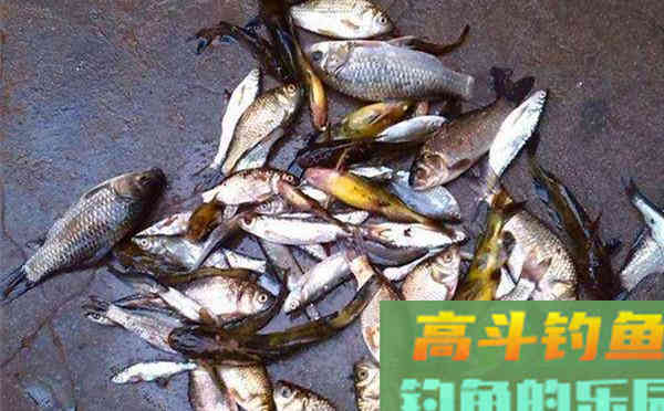 民间野钓经典配方，连竿到手酸