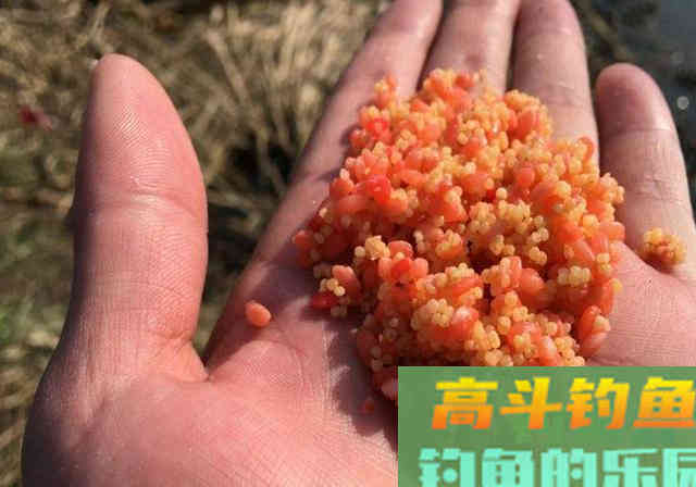 好用的鱼饵不仅是蚯蚓，这几种物料做饵料效果好