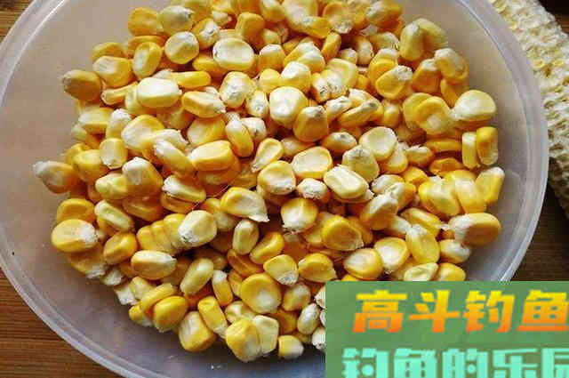 菠萝啤酒加玉米做饵料，鲤鱼草鱼都爱吃