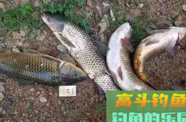 被钓鱼人忽视的绿色钓饵谷芽，制作过程及使用方法