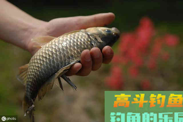 秋季如何才能有更好的鱼货，送上秋钓鲫鱼饵料配方