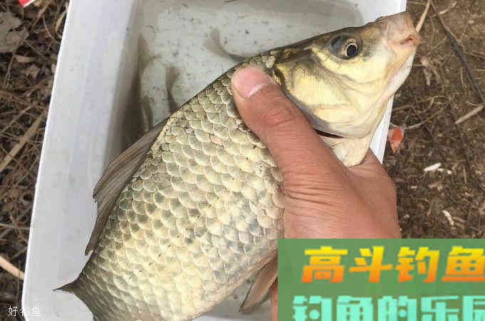 记住这四款野钓经典窝料