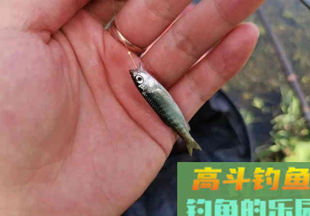 饵料多久雾化完最合适？实战告诉你野钓多久换一次饵