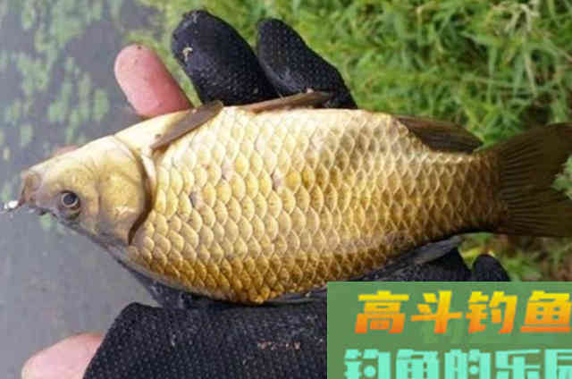 为何渔具店老板从来不用这三类饵