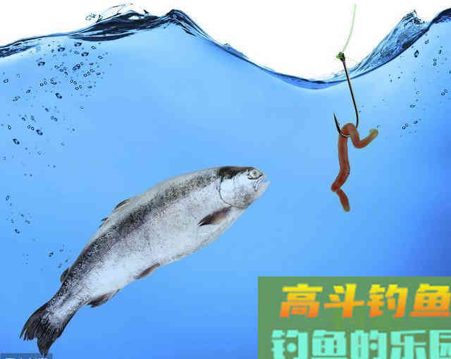冬钓小鲫鱼，必用的三种饵料，你都用对了吗