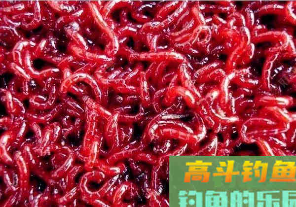 钓鱼红虫保存好，原来有那么多要求，教你更长时间保存