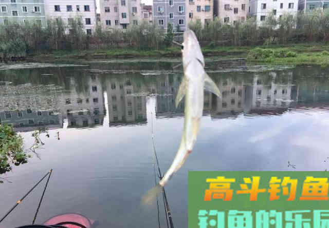 钓白条要把控好味型调对状态，才能钓得更顺
