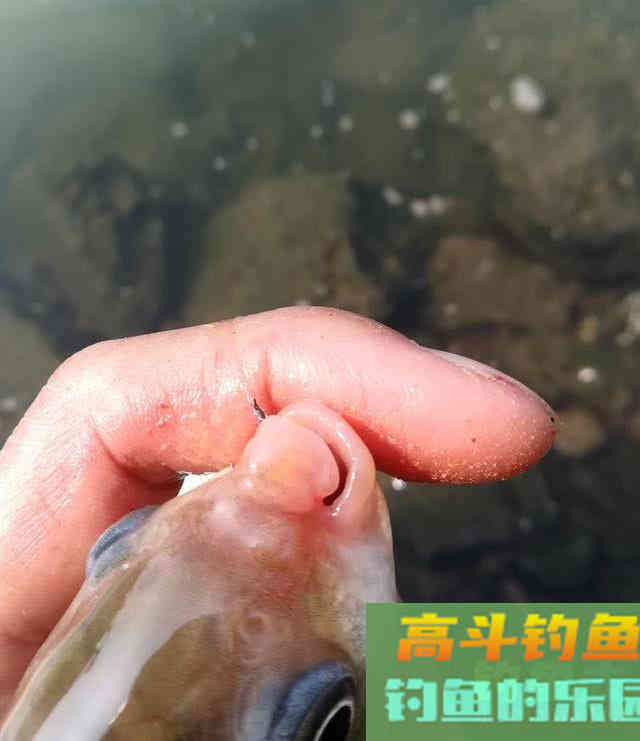 对人体十分重要的东西，钓鱼的时候加点效果怎样？