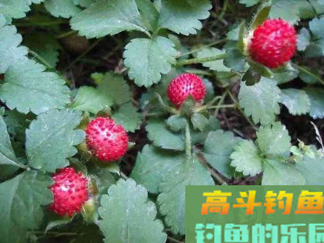 神奇的鱼饵-野果篇