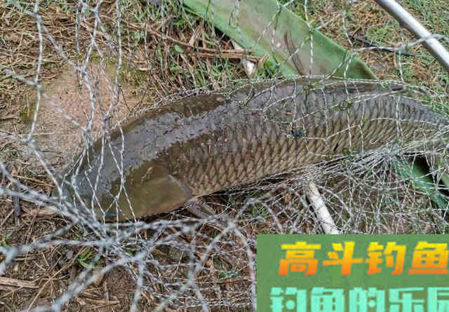 野生大草鱼警惕高、很难钓？做窝方法是核心