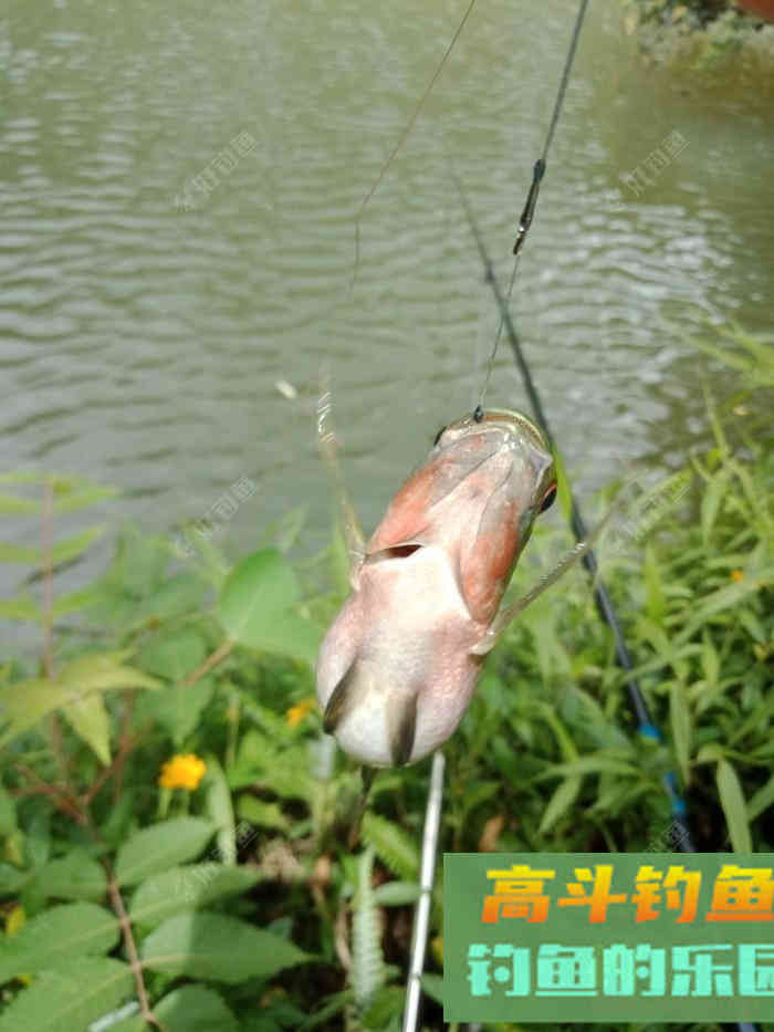 回家顺手试自配草鱼饵，还是七彩非伴随左右