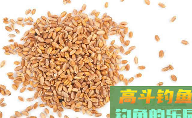 玉米粒麦粒简单加工，成窝料，诱鱼快留鱼多