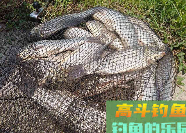 冬钓小鲫鱼，必用的三种饵料，你都用对了吗