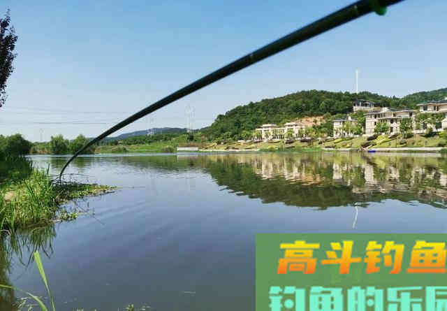野生大草鱼警惕高、很难钓？做窝方法是核心