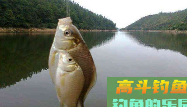 蚯蚓做钓饵都没口，不一定是水中没鱼