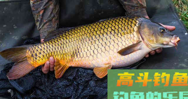 玉米是钓大鱼利器，这些才是利用玉米钓大鱼的正确方法