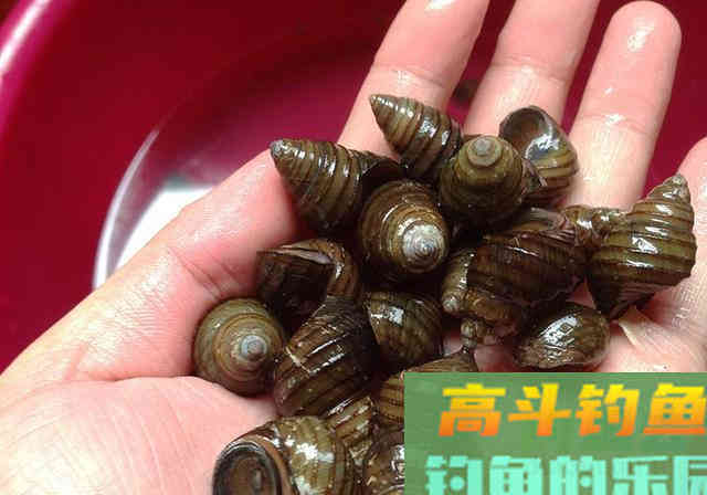 自制饵料我用了5年，黑坑钓鱼从来没输过，附制作方法