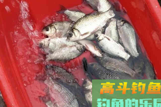 秋钓鲫鱼打窝的过程中，需要牢牢记住的12个字