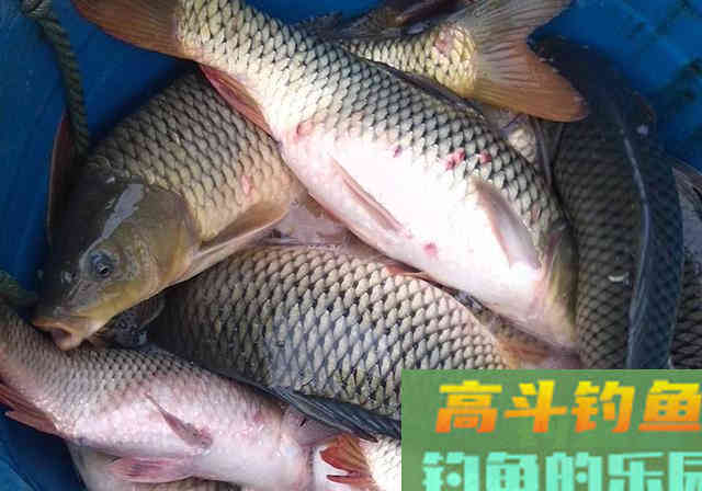自制窝料放了1周，打开后被人嘲笑，窝料入水