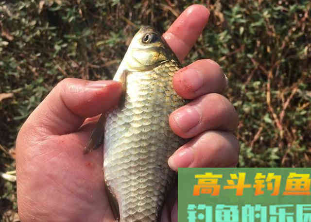 这五种天然小药就藏在厨房