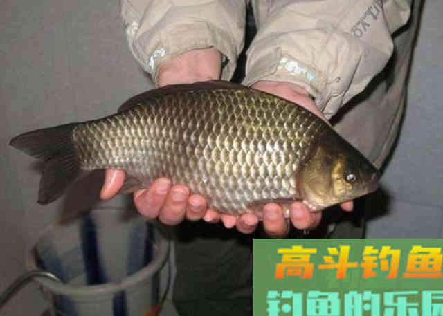 冬季野钓鲫鱼时，可以在饵料中添加的一些辅料