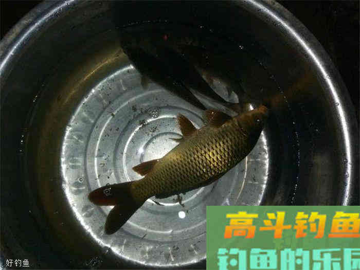 个人经验分享，深秋时节如何钓鲤鱼