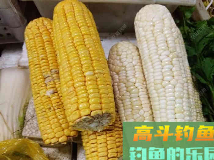 玉米窝料类别与水情鱼情分析，玉米窝料特性与打窝方法