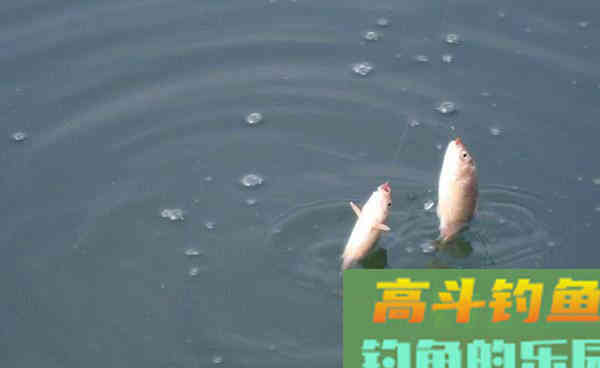 秋季台钓鲫鱼，这款饵料让你事半功倍，连竿大板鲫