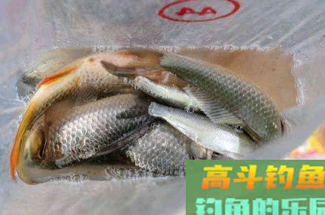 酒米窝料不够怎么办？钓鱼大神的三大添加法门