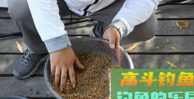 钓黑坑前期的干散饵要干散到什么程度？给你个数据