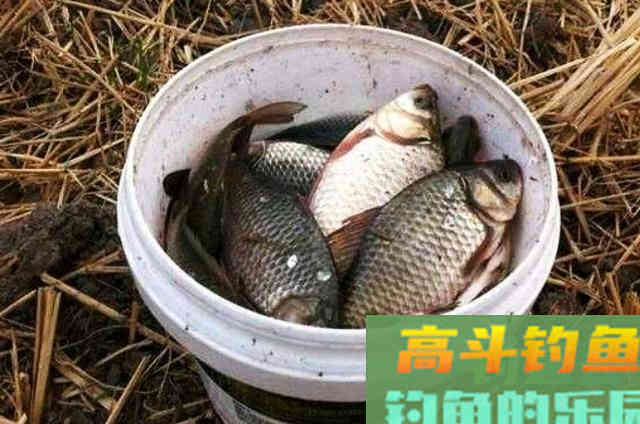 用蚯蚓钓鲫鱼屡屡上钩还双飞，这些技巧很受用