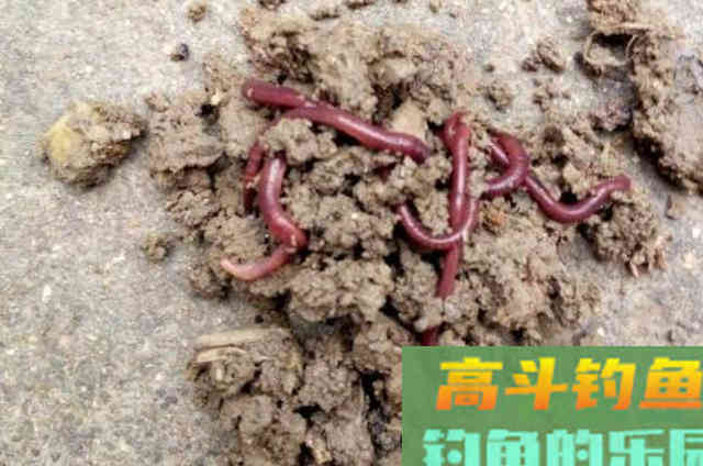 蚯蚓钓鱼大有讲究，这四个用法最关键