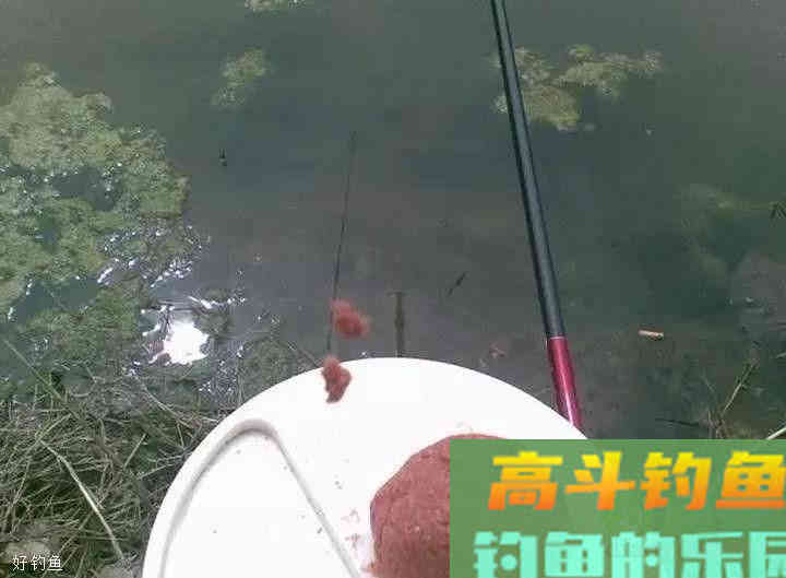 春季抽窝诱鲫鱼，别人已经连杆，而自己还没有发窝