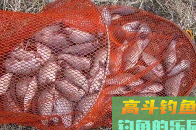 10元一包的饵料,冷天钓大板鲫好,省钱又省事 10元一包的饵料,冷天钓大板鲫好,省钱又省事