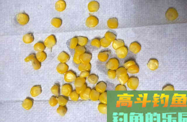 鱼为什么喜欢吃玉米粒？还被钓鱼人称为素饵之王